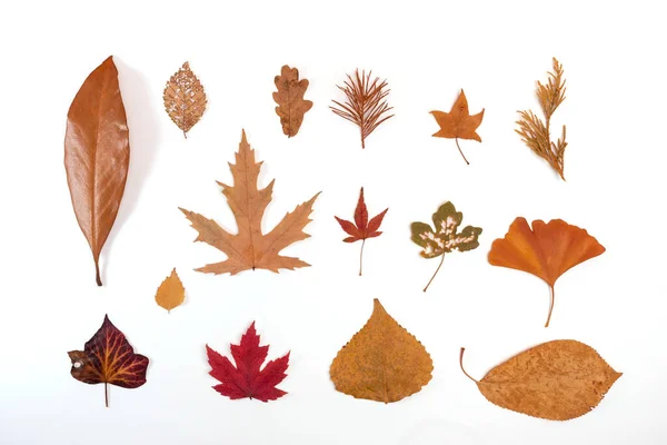 Podzimní sbírka suchých listů na bílém pozadí — Stock fotografie