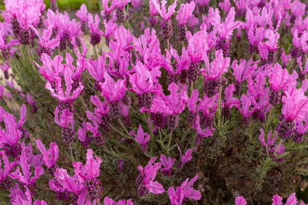 Pink lavender variety in summer sunlight