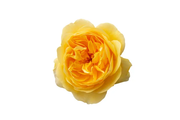 big head flower of yellow rose isolated on white