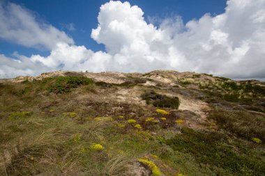Sylt - Hayvanlara ve Flora 'ya bakın ve her çimene saygı gösterin ve sadece doğru yolda kalın, Sylt, Almanya, 13.06.2022