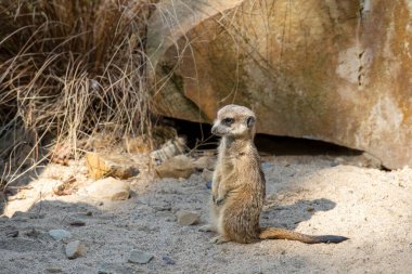 Krefeld - MeerKat 'e bak Tehlikede olabileceklerini kontrol ediyor, 