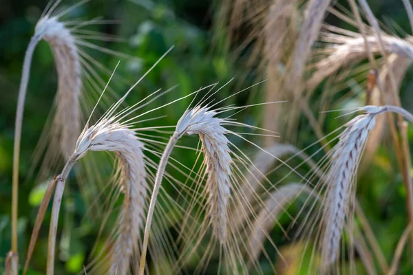 Krefeld View Ear Corn North Rhine Westphalia Germany 2022 — стоковое фото