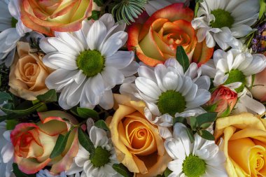 Romantik çiçek aranjmanı. Kasımpatı, güller. Çiçek arkaplanı. Düz konum görünümü, kopyalama alanı, yakın çekim