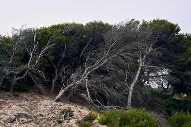 Rüzgarın estirdiği çamlar. Ağaçlar devrildi ve kurudu. Balear Adaları, kum