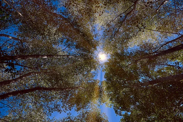 Rayons de lumière du soleil entre un groupe de grands arbres vus de dessous. — Photo