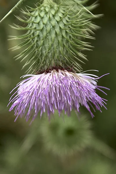 Pink and green downward-facing flower. cirsium vulgare. Flower of the thistle — Fotografia de Stock