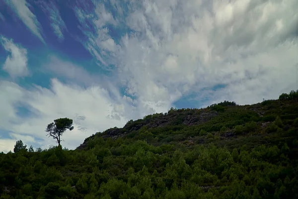 Ensam träd på berget omgiven av buskar — Stockfoto