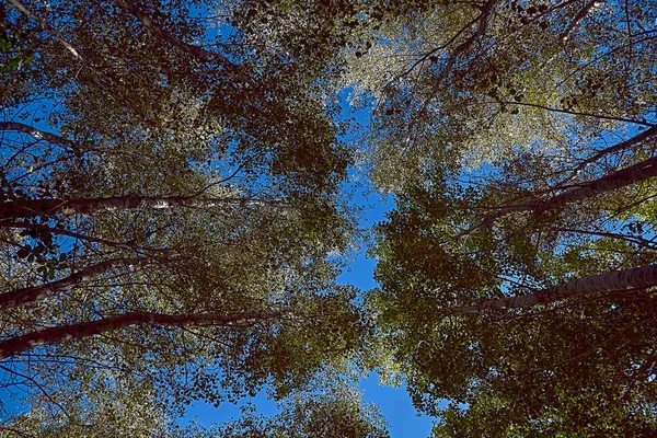 Set van grote bomen van onderen gezien — Stockfoto