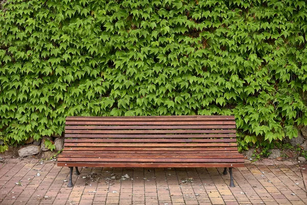 环绕常春藤的公园里的一张木制长椅 — 图库照片