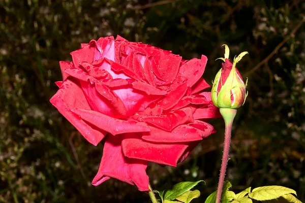 Grande Rosa Rossa Con Gocce Pioggia Insieme Bocciolo Fiore Sfocato — Foto Stock