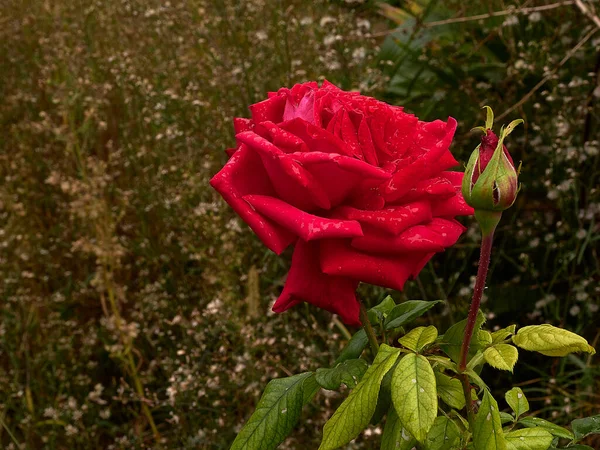 Büyük kırmızı gül, yağmur damlaları ve çiçek tomurcukları. — Stok fotoğraf