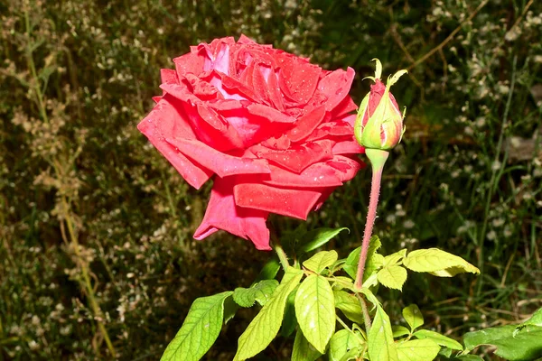 Grande rosa rossa con gocce di pioggia, insieme a boccioli di fiori — Foto Stock