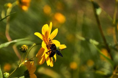 Sarı bir papatyada büyük bir arı tozlaşıyor. .