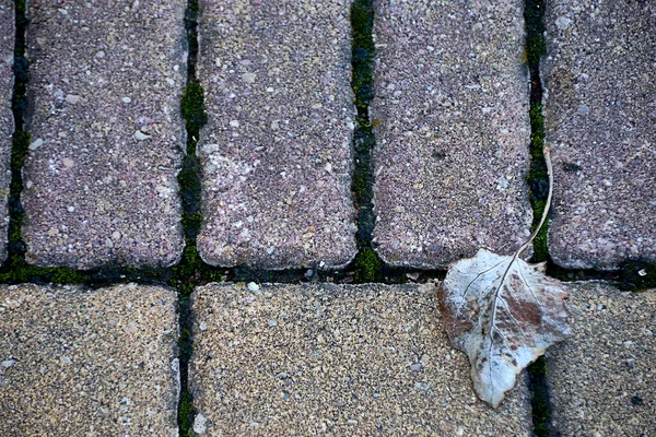 Una foglia di albero essiccato su mattonelle di pietra — Foto Stock