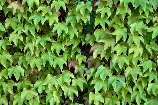 Sarmaşık yapraklarıyla kaplı el yapımı taş duvar.