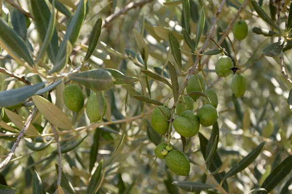 Set Olives Olive Branch Details Macro Photography Mediterranean Diet – stockfoto