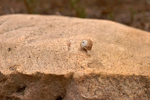Solitary Snail Moving Large Brown Stone Out Focus Background Free — ストック写真