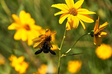 Sarı bir papatyada büyük bir arı tozlaşıyor. .