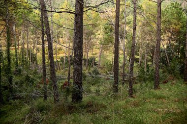 Bitkiler arasında bir çam ağacı gövdesi seti. Güneşli bir gün, kuru ve yapraksız gövdeler..