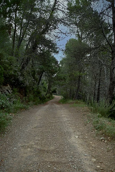 Camino Montaña Través Pinos Vegetación Cielo Con Nubes Camino Ancho —  Fotos de Stock