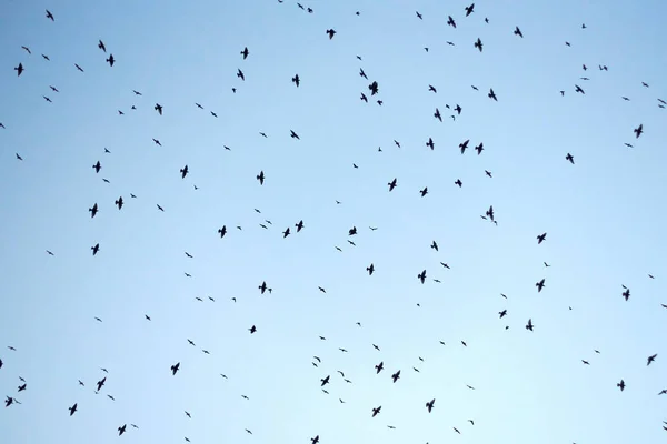 Blootgestelde Blauwe Lucht Vol Vogels Die Boven Ons Vliegen Achtergrond — Stockfoto