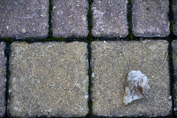 Dried tree leaf on stone tile. Front view, grey tone, empty space, low saturation, texture with blurred background