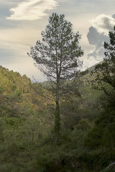 Large Pine Tree Vegetation Cloudy Day Green Colours Old Pine — Stockfoto