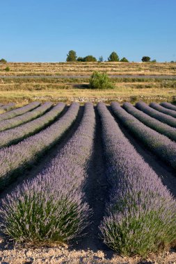 A lavender field in bloom on a sunny day.Straight lines, perpendicular and parallel lines, vanishing lines, trees. Colour, violet, smell,