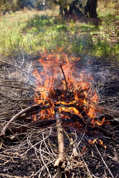 A small wood fire in the field.Out of focus background, grass, small firewood.