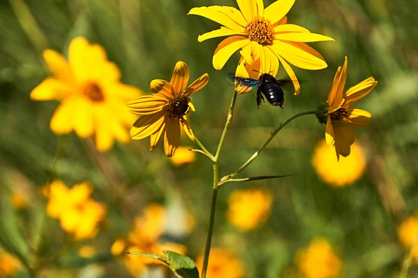 Sarı papatyadaki büyük arı. Detay ve detay fotoğrafçılığı, odak alanı dışında, sarı yeşil.