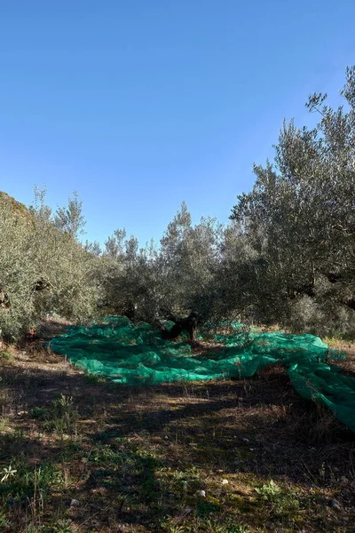 Field Centenary Olive Trees Ready Harvesting Traditional Mediterranean Agriculture Blue — Foto de Stock