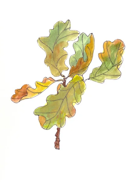 Akvarellteckning Filial med höstens eklöv — Stockfoto