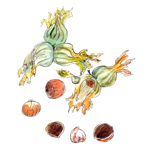 Акварельный рисунок орехов и фруктов из фундука, ботанический эскиз — стоковое фото