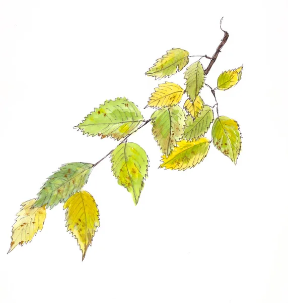 Aquarela desenho ramo campo elm com folhas de outono — Fotografia de Stock