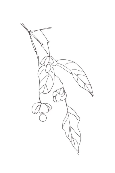 Euonymus Zierstrauch Mit Früchten Grafische Linienzeichnung Spindel Euonymus Europaeus Heilpflanze — Stockfoto
