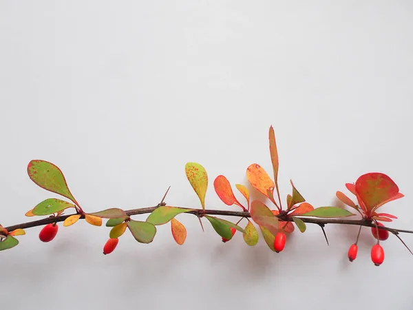 Κλαδιά Μύρτιλου Φθινοπωρινά Φύλλα Και Μούρα Ελαφρύ Φόντο Αντιγραφή Χώρου — Φωτογραφία Αρχείου