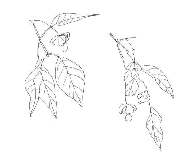 Set Euonymus Ornamental Shrubs Fruits Graphic Line Drawing Spindle Euonymus — Stock Photo, Image