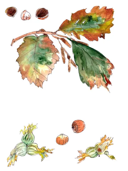 Hazel Őszi Levelek Dió Fülbevaló Akvarell Rajz Kiváló Minőségű Illusztráció — Stock Fotó