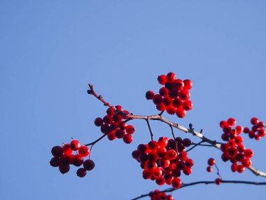 Sonbahar dekoratif elmalar gökyüzüne karşı, kopyalama alanı, seçici odak. Yüksek kalite fotoğraf