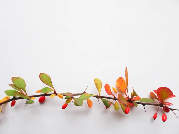 Cabang Barberry Dengan Daun Musim Gugur Dan Buah Beri Dengan — Stok Foto