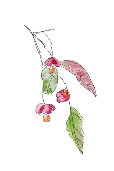 Euonymus Arbusto Ornamental Con Frutas Hojas Otoño Acuarela Dibujo Husillo —  Fotos de Stock