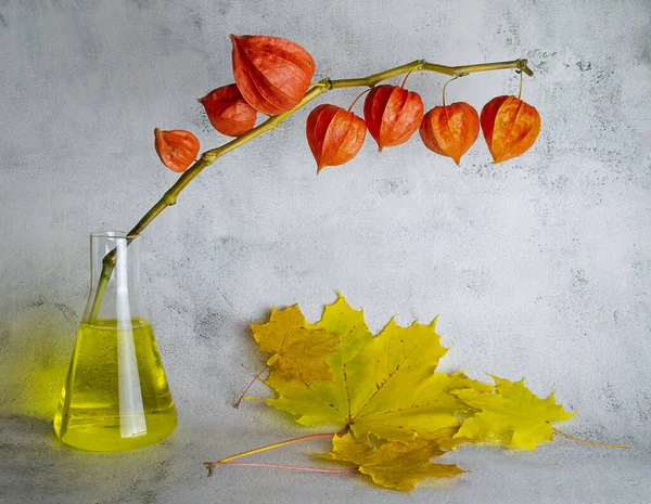 Musim Gugur Masih Hidup Dengan Physalis Dan Daun Maple Kuning — Stok Foto