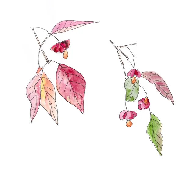Set Van Euonymus Sierheesters Met Fruit Rode Herfstbladeren Aquareltekening Spindle — Stockfoto
