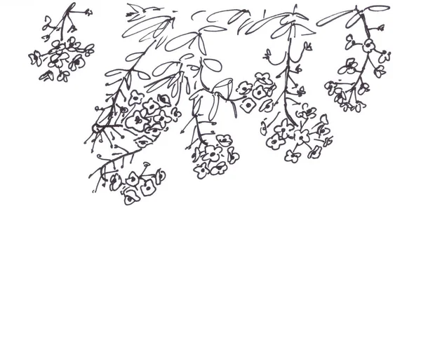 Alyssum Kruipend Lobularia Grafische Zwart Wit Tekening Kopieerruimte Hoge Kwaliteit — Stockfoto