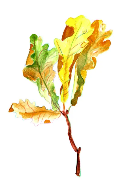 Ramo con foglie di quercia autunno disegno ad acquerello — Foto Stock