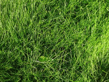 Doğal arka plan yeşil taze çimen, seçici odaklanma. Yüksek kalite fotoğraf