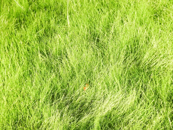 Natural Background Green Fresh Grass Selective Focus High Quality Photo — Stock Photo, Image