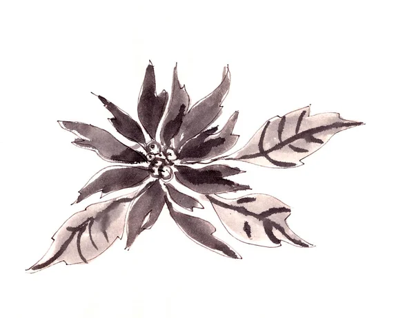 Poinsettia Рождественская Звезда Монохромный Черно Белый Рисунок Белом Фоне Высокое — стоковое фото