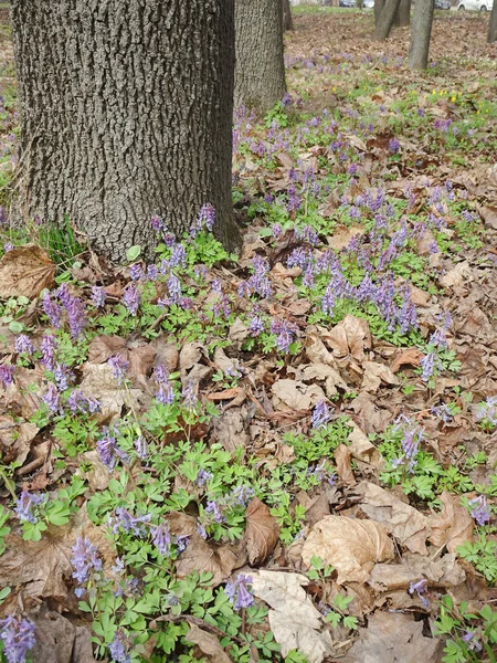 Spring blooming purple Corydalis plant among tree trunks, selective focus — 图库照片