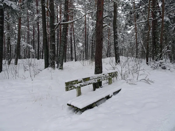 Panchina Innevata Nella Pineta Invernale Foto Alta Qualità — Foto Stock